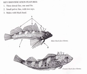 Black-faced blenny_adj