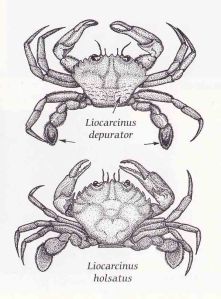 Illustrations of two crabs by Robert Irving: Liocarcinus depurator (upper) and Liocarcinus holsatus (lower) from the book Sussex Marine Life.