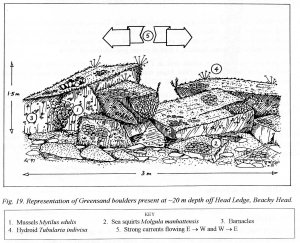 Greensand boulders_Sussex Seasearch Project