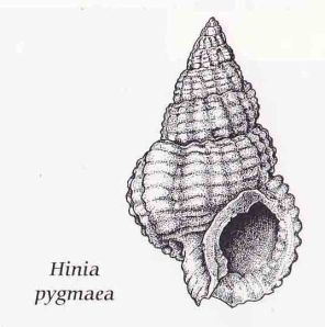 Hinia pygmaea_LR_Sussex Marine Life