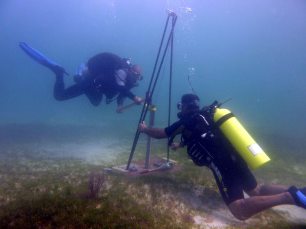 Obtaining a sediment core sample from a seagrass bed.