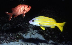 07 crp_Lutjanus kasmira and soldierfish