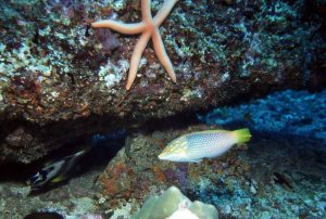 Wrasse & Linkia starfish, Mada Galla, Sri Lanka_1996_LR